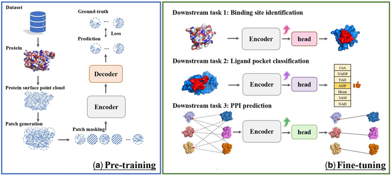 [Bioinformatics] ProteinMAE: masked autoencoder for protein surface self-supervised learning