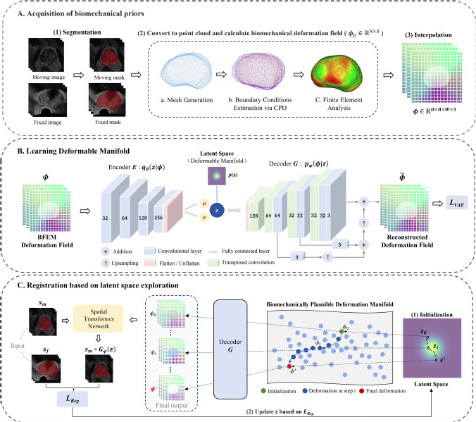 [Information Fusion] BGProReg: A biomechanically generative framework for prostate MRI-TRUS deformable image registration