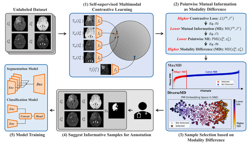 [CMIG] MDAL: Modality-difference-based active learning for multimodal medical image analysis via contrastive learning and pointwise mutual information