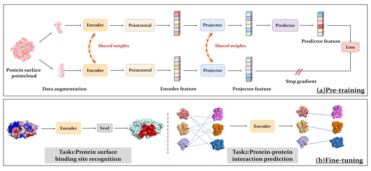 [Frontiers of Computer Science] SS-Pro: a simplified Siamese contrastive learning approach for protein surface representation